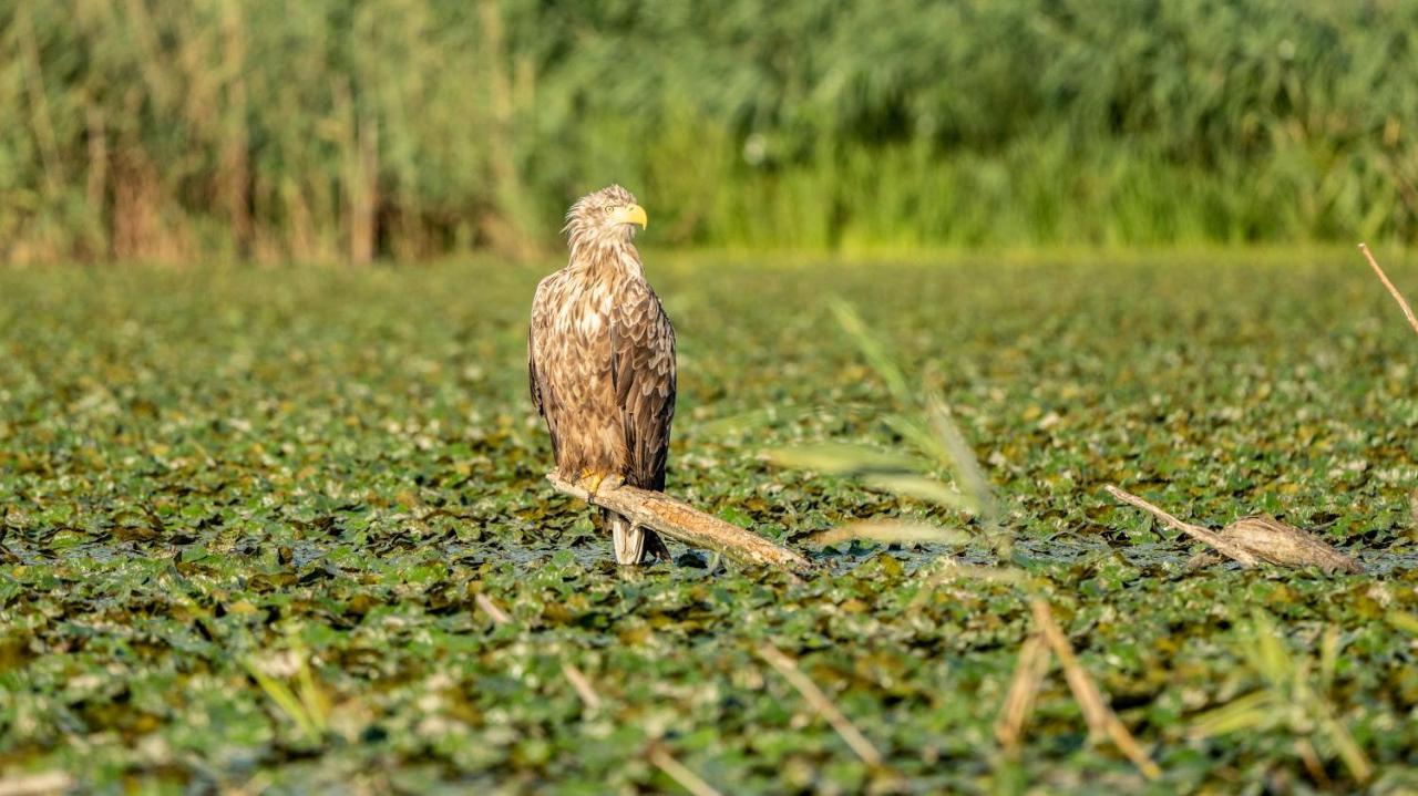 Pension Sharaiman Dunavăţu de Jos Exteriör bild